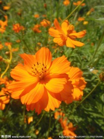 硫华菊
