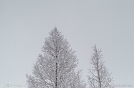 雪树