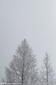 雪树