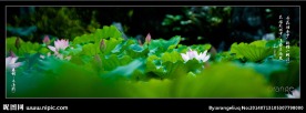 丰泽园荷花