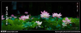 丰泽园荷花