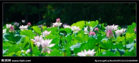 丰泽园荷花