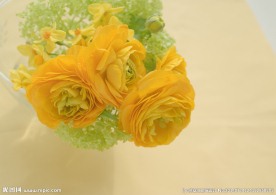 室内花朵摄影