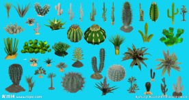 仙人掌科多肉植物大全