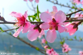 桃花