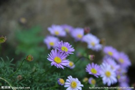 紫色小花