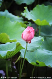 雨中荷花