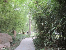 竹林小路