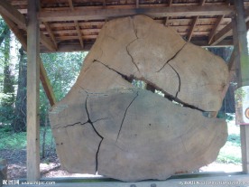 旧金山大熊山千年神木