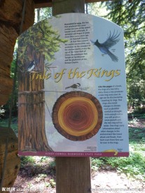 旧金山大熊山红木树