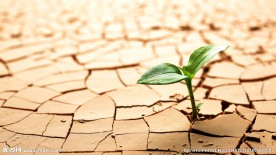 干涸土地上得豆芽