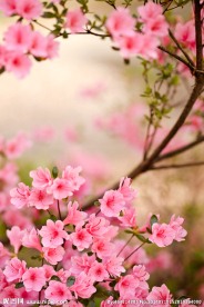 唯美桃花