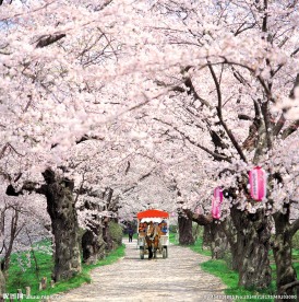 樱花路