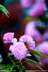 唯美樱花