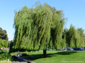 美国旧金山艺术宫内杨