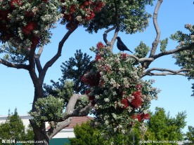合欢树上的小鸟