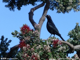 合欢树又叫绒花树
