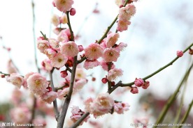 无锡梅花