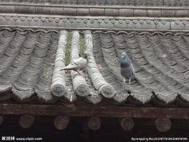 两只鸽子