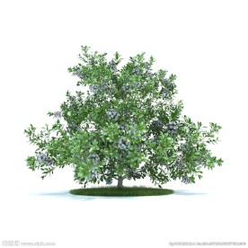 花模型  植物模型   