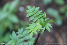 新疆  巩乃斯植物