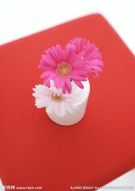 室内花朵摄影