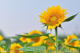向日葵花
