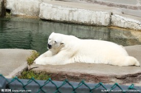 动物园的北极熊