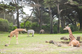 动物园里的长颈