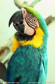 鹦鹉图片