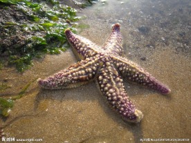 海星