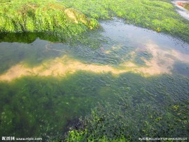 海藻海苔