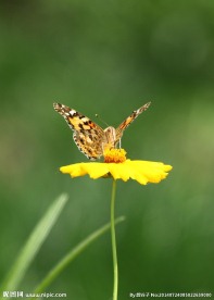 花蝶恋