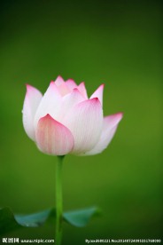莲花坐禅