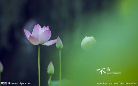 荷花特写