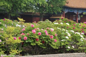 牡丹 花卉 植物 园林