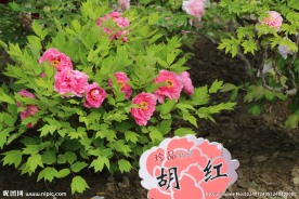牡丹 花卉 植物 园林