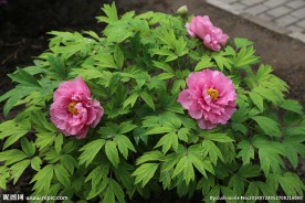 牡丹 花卉 植物 园林