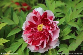 牡丹 花卉 植物 园林