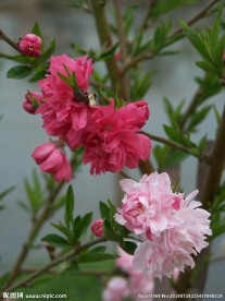 红花
