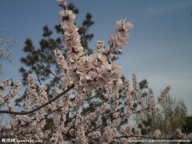 桃花语