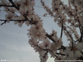 桃花语