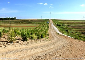 田间小路