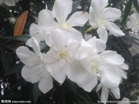 夹竹桃花