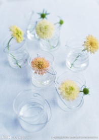 室内植物摄影