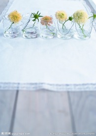 室内绿植摄影