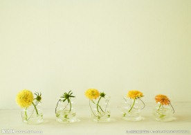 室内植物摄影