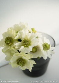 室内花草摄影