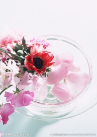 室内花草摄影