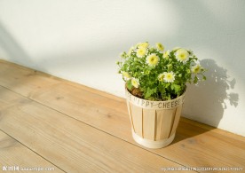 室内植物摄影